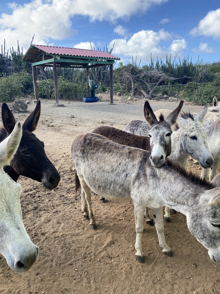 womantraveling.com Donkey Sanctuary Aruba
